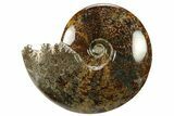 Polished, Agatized Ammonite (Cleoniceras) - Madagascar #281353-1